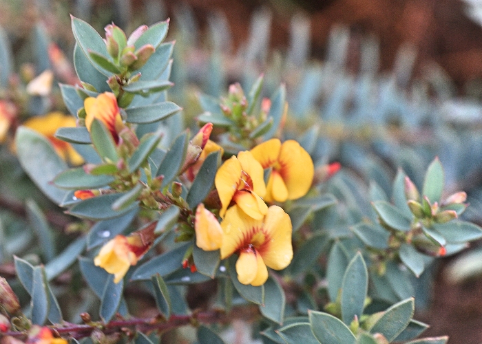 Western Australian Plants Fabaceae